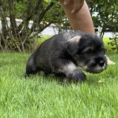 Standard Schnauzer Puppies from Harbor Hill Standard Schnauzers
