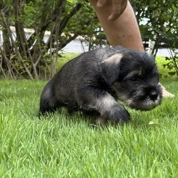 Standard Schnauzer Puppies from Harbor Hill Standard Schnauzers