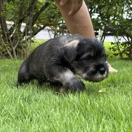 Standard Schnauzer Puppies from Harbor Hill Standard Schnauzers