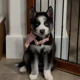 Astra - Agouti and white female Siberian Husky puppy in Manteca, California from Wolves with Amor