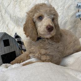 Ricky (ORICK) - Blue Collar Boy - Apricot male Poodle puppy in Charlo, Montana from Heavenly Hilltop Farm