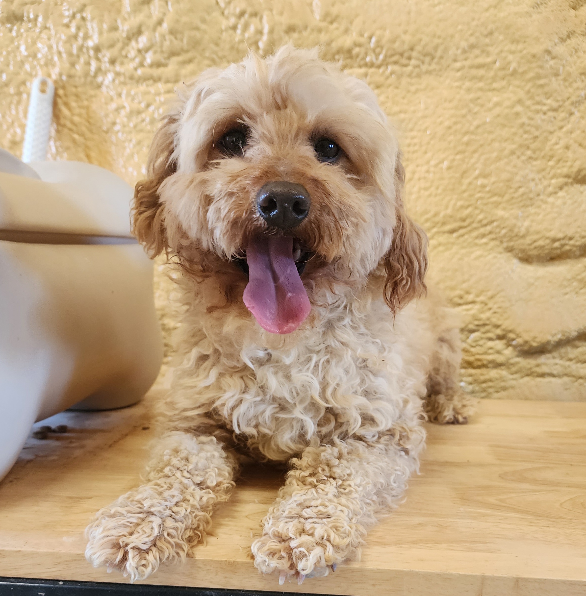 Axle - Poodle