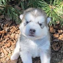Tulip - Gray and white female Alaskan Malamute puppy in Palmyra, Michigan from Illusion Kennel