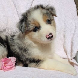 Zoey - Blue merle female Australian Shepherd puppy in Honey Brook, Pennsylvania from New Adventures Puppies