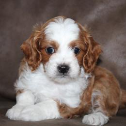 Chase - Apricot male Cavapoo puppy in Millersburg, Ohio from FIRMAN & INA TROYER