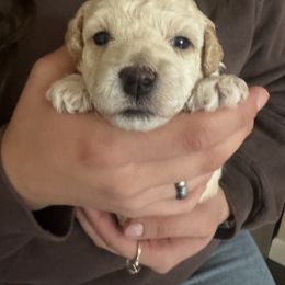 Assorted Doodle Crosses Puppies from Kovalenko Poodles