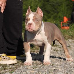 Macaron - Liver American Bully puppy in Nashville, Tennessee from SimplyBullies