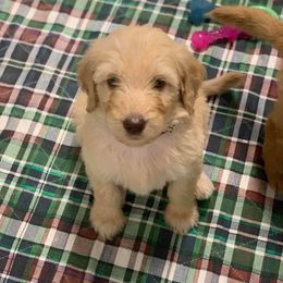 Goldendoodle Puppies from Bear Ridge Doodles