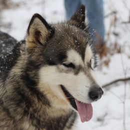 Regal - Alaskan Malamute