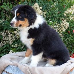 Bowie - Black tri male Miniature American Shepherd puppy in Kalama, Washington from Lone Pine Miniature American Shepherds
