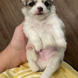 Chihuahua Puppies from BonBon Chihuahuas