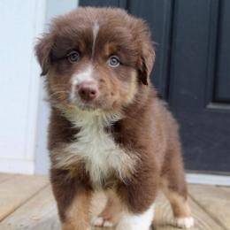 MadHatter - Red tri-color male Australian Shepherd puppy in Star City, Arkansas from Blush & Lace Aussie Co.