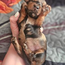 Girl 1 - Dapple female Dachshund puppy in Anaconda, Montana from Montana Country Dachshunds