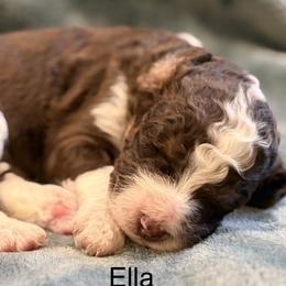 Ella - Brown and white female Aussiedoodle puppy in Mountain Home, Arkansas from White River Doodles