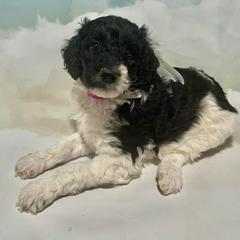 Saint Berdoodles from Paramount Doodles