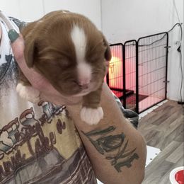 Pauly - Ruby male Cavalier King Charles Spaniel puppy in Richards, Missouri from TMJ Dachshunds & More