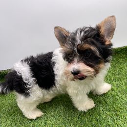 Trixie-3350 AKC - Black tan and white female Biewer Terrier puppy in Douglas, Georgia from Heartland small breeds