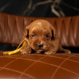 Bernedoodle, Cavapoo, Goldendoodle, and Poodle Puppies from Wasatch Pup