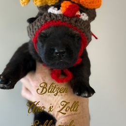 Blitzen (brown collar) - Sable male German Shepherd puppy in Canterbury, Connecticut from Nachtwaechter German Shepherds, LLC