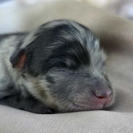 Ella - Blue merle female Pomeranian puppy in Oak Forest, Illinois from Illinois Poms