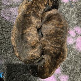 Female 3 - Tiger female Perro de Presa Canario puppy in Pocahontas, Illinois from Cabeza Grande Kennel