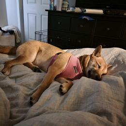 Luna - Shiba Inu