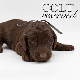 Colt - Brown and white male Aussiedoodle puppy in Claremont, North Carolina from Magnolia Grove Farms