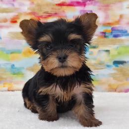 Reggie - Blue and gold male Yorkshire Terrier puppy in Monticello, Iowa from Ashley’s Puppies