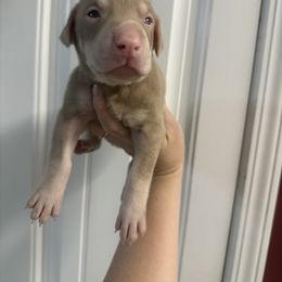 Green male - Fawn (isabella) and rust male Doberman Pinscher puppy in Ludowici, Georgia from Royal Destiny Kennels