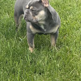 Zeni - French Bulldog