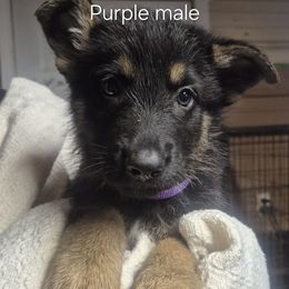 Purple collar - Black and tan male German Shepherd puppy in Murray, Kentucky from Froschwald German Shepherds and Xanadu Teddy Roosevelt Terriers