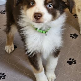 Kirk - Red tri male Toy Australian Shepherd puppy in Luzerne, Iowa from Rouse's Aussies