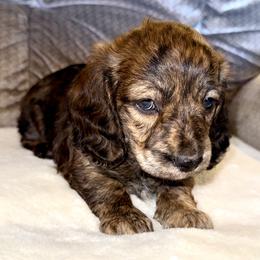 Boy 2 - Brindle male Dachshund puppy in Fredonia, Arizona from Desert Horizon Dachshunds