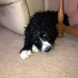 Aussiedoodle Puppies from Colorful Colorado Aussiedoodles