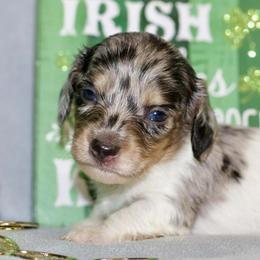 Alaska - Dapple male Dachshund puppy in Bellville, Ohio from JK Mini Doxies