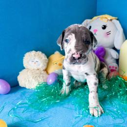 Xaden - Harlequin male Great Dane puppy in Climax, Michigan from Beaver Creek Danes