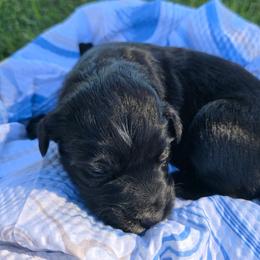 Bonnie - Black & white female Australian Shepherd puppy in Harrah, Oklahoma from Whippoorwill Aussies of Oklahoma