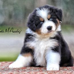 Zephyr - Black tri-color male Australian Shepherd puppy in Olivehurst, California from Double M Aussies