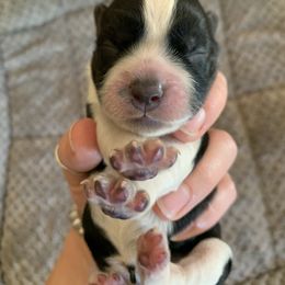 English Springer Spaniel Puppies from Sara's English Springer Spaniels