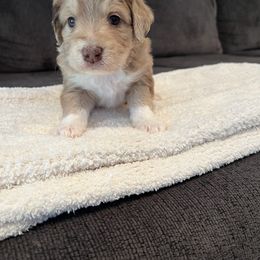 Aussiedoodle Puppies from A Dose Of Doodle