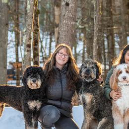 Bernedoodles, Goldendoodles, and Golden Mountain Doodles from Doodle MAINEia