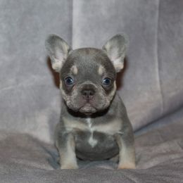 Boxer, Bulldog, and French Bulldog Puppies from Hillview Kennels