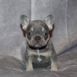 Boxer, Bulldog, and French Bulldog Puppies from Hillview Kennels