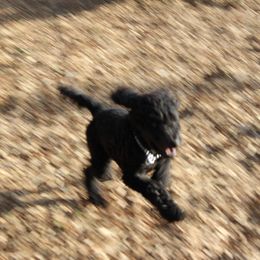 Poodle Puppies from Simply Standard Poodles