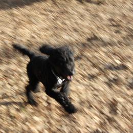 Poodle Puppies from Simply Standard Poodles