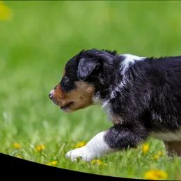 Border Collie Puppies from Eastwillow Border Collies
