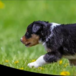 Border Collie Puppies from Eastwillow Border Collies
