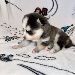 Pomsky Puppies from Sterling Pomskies