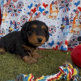 Muffin- SILKY WIRE - Black and tan female Dachshund puppy in Duncan, Arizona from Bootheel Doxies