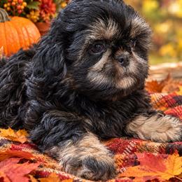 Puppy 2 - Black and tan male Shih Tzu puppy in Lone Oak, Texas from PDF Kennels